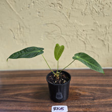 Load image into Gallery viewer, #R105 Anthurium Purple Mama