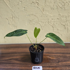 #R105 Anthurium Purple Mama