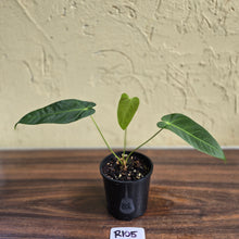 Load image into Gallery viewer, #R105 Anthurium Purple Mama