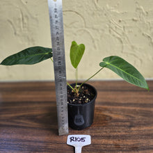 Load image into Gallery viewer, #R105 Anthurium Purple Mama