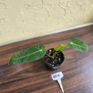 #R105 Anthurium Purple Mama