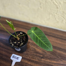 Load image into Gallery viewer, #R105 Anthurium Purple Mama