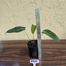 Load image into Gallery viewer, #R105 Anthurium Purple Mama
