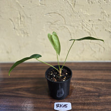 Load image into Gallery viewer, #R105 Anthurium Purple Mama