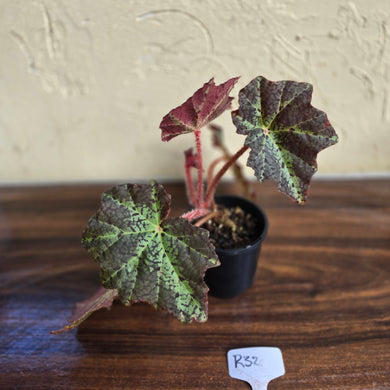 #R32 Begonia Black Star Rising
