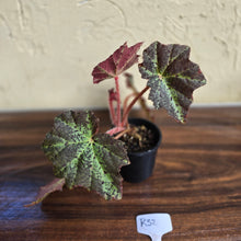 Load image into Gallery viewer, #R32 Begonia Black Star Rising