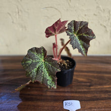Load image into Gallery viewer, #R32 Begonia Black Star Rising