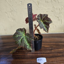 Load image into Gallery viewer, #R32 Begonia Black Star Rising