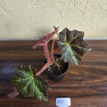 Load image into Gallery viewer, #R32 Begonia Black Star Rising