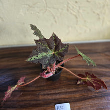 Load image into Gallery viewer, #R32 Begonia Black Star Rising