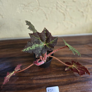 #R32 Begonia Black Star Rising