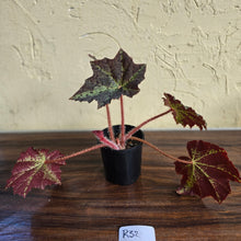 Load image into Gallery viewer, #R32 Begonia Black Star Rising