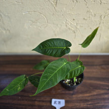 Load image into Gallery viewer, #R71 Three x Headed Anthurium Purple Mama
