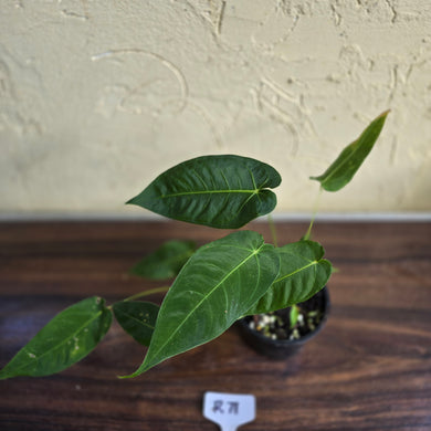 #R71 Three x Headed Anthurium Purple Mama