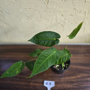 #R71 Three x Headed Anthurium Purple Mama