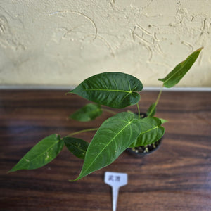 #R71 Three x Headed Anthurium Purple Mama