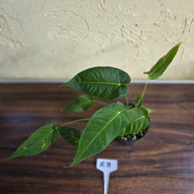Load image into Gallery viewer, #R71 Three x Headed Anthurium Purple Mama