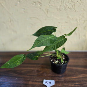 #R71 Three x Headed Anthurium Purple Mama
