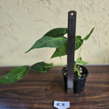 Load image into Gallery viewer, #R71 Three x Headed Anthurium Purple Mama