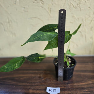 #R71 Three x Headed Anthurium Purple Mama