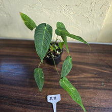 Load image into Gallery viewer, #R71 Three x Headed Anthurium Purple Mama