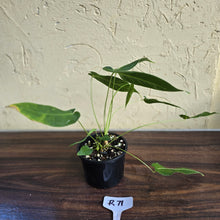 Load image into Gallery viewer, #R71 Three x Headed Anthurium Purple Mama