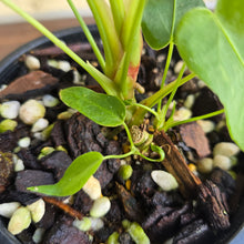 Load image into Gallery viewer, #R71 Three x Headed Anthurium Purple Mama