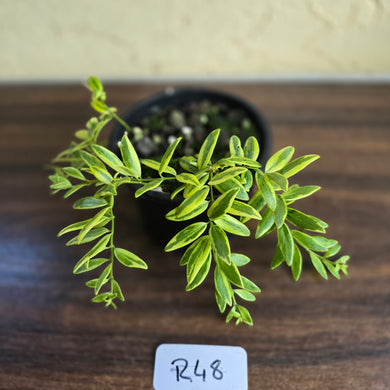 #R48 Variegated Aeschynanthus
