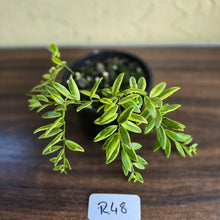 Load image into Gallery viewer, #R48 Variegated Aeschynanthus