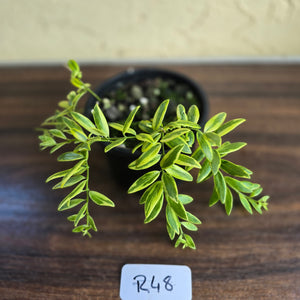 #R48 Variegated Aeschynanthus