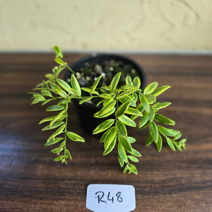 #R48 Variegated Aeschynanthus