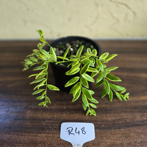 #R48 Variegated Aeschynanthus