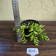 Load image into Gallery viewer, #R48 Variegated Aeschynanthus