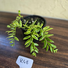 Load image into Gallery viewer, #R48 Variegated Aeschynanthus