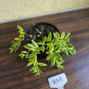 #R48 Variegated Aeschynanthus