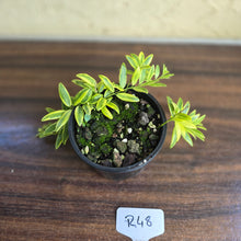 Load image into Gallery viewer, #R48 Variegated Aeschynanthus