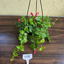 Load image into Gallery viewer, #D75 Aeschynanthus Coral Flame
