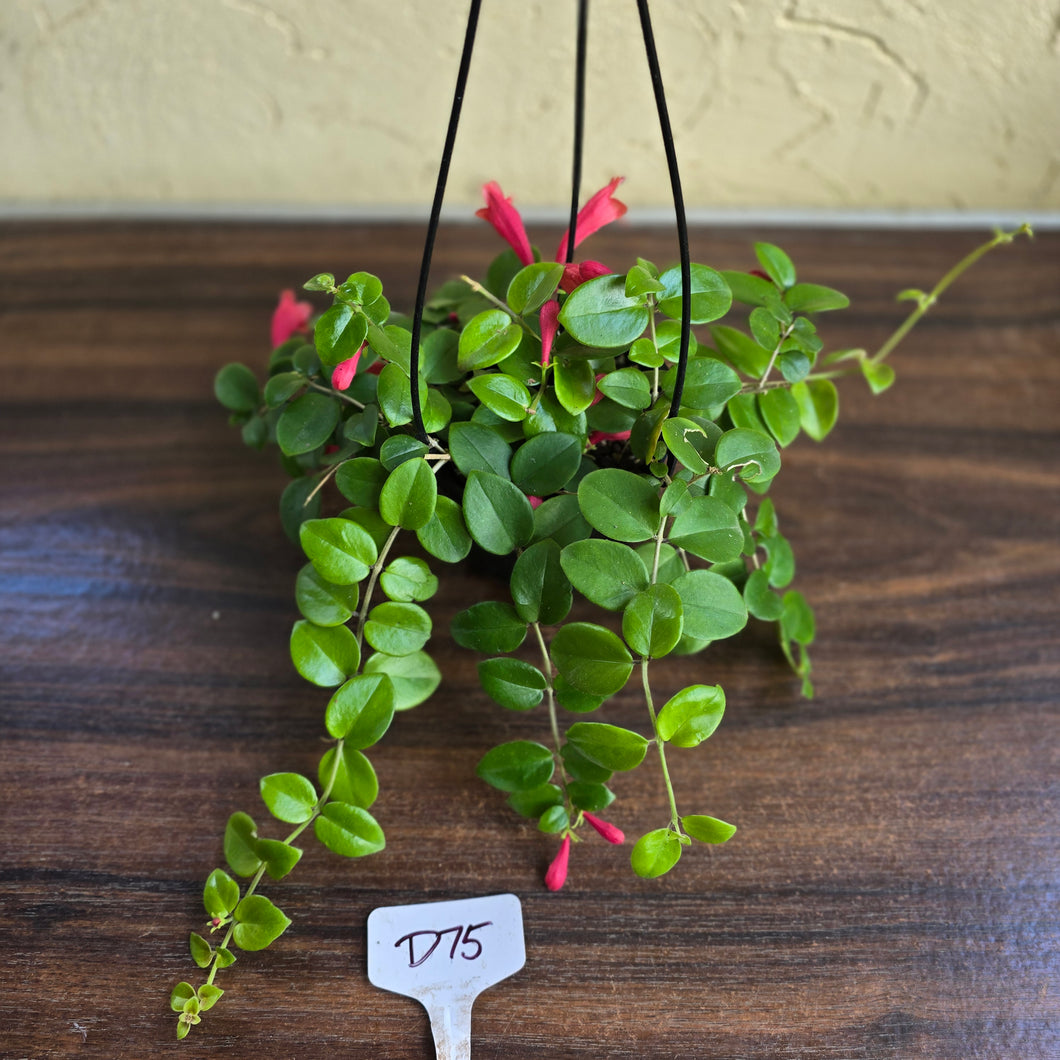 #D75 Aeschynanthus Coral Flame