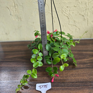 #D75 Aeschynanthus Coral Flame
