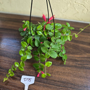 #D75 Aeschynanthus Coral Flame