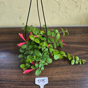 #D75 Aeschynanthus Coral Flame