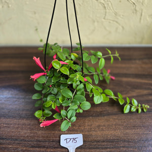 #D75 Aeschynanthus Coral Flame