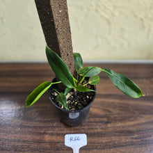 Load image into Gallery viewer, #R66 Multi-headed Philodendron Patriciae
