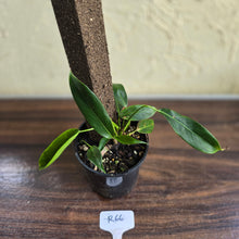 Load image into Gallery viewer, #R66 Multi-headed Philodendron Patriciae