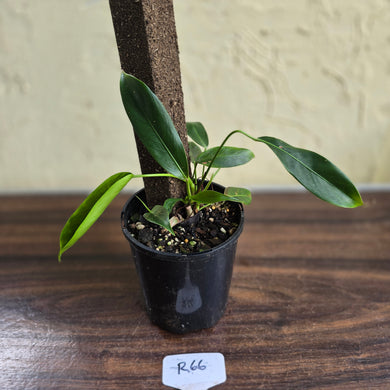 #R66 Multi-headed Philodendron Patriciae