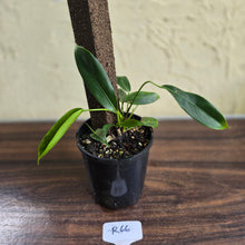 Load image into Gallery viewer, #R66 Multi-headed Philodendron Patriciae
