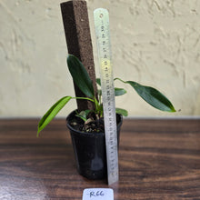 Load image into Gallery viewer, #R66 Multi-headed Philodendron Patriciae