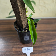 Load image into Gallery viewer, #R66 Multi-headed Philodendron Patriciae