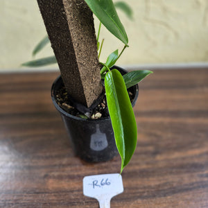 #R66 Multi-headed Philodendron Patriciae