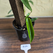 Load image into Gallery viewer, #R66 Multi-headed Philodendron Patriciae